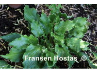 Hosta Hosta